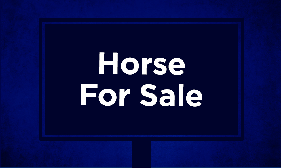 Horse For Sale